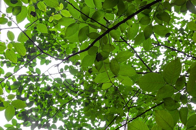 Photo feuilles de fond