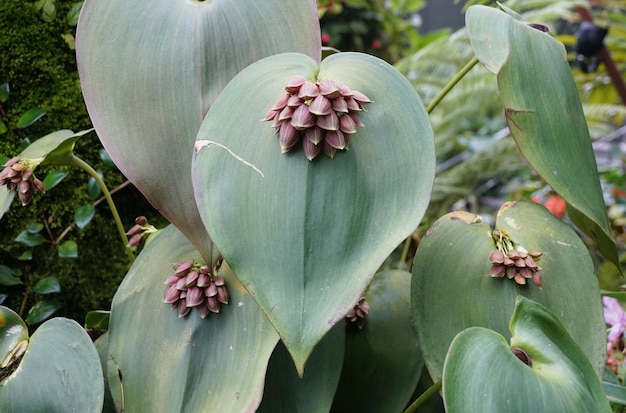 Les feuilles en forme d'amour de Pleurothallis calceolaris une plante tropicale rare