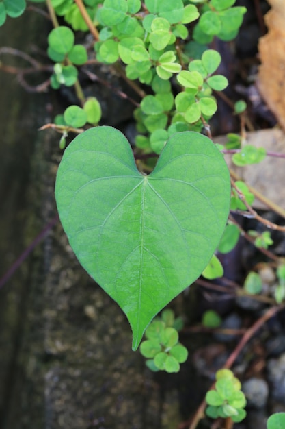 Feuilles en forme de coeur sur l'arbre dans le jardin.