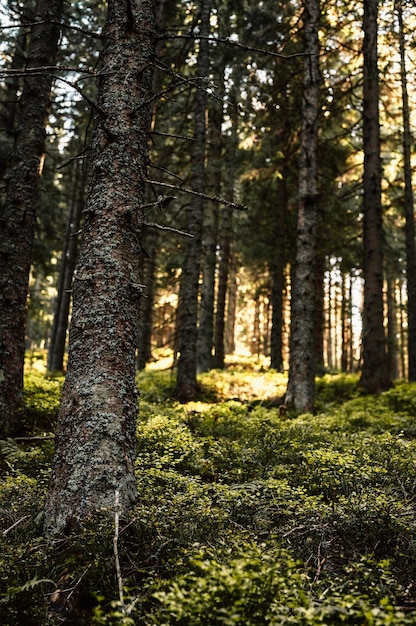 Feuilles de fougère agrandi scène de forêt sombre épinettes en arrière-plan forêt de fougères