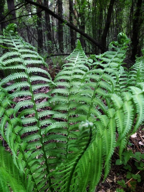 Feuilles de fougère dans la forêt