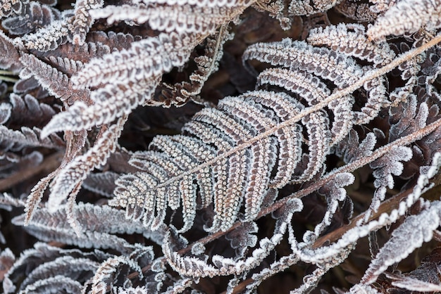 Les feuilles de fougère dans le gel