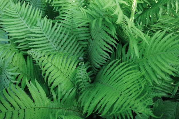 Feuilles de fougère dans le jardin