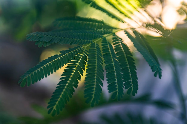 Feuilles de fougère dans la nature