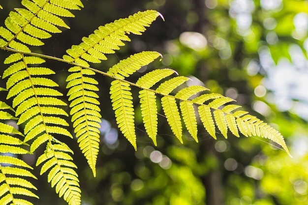 Feuilles de fougère dorées brillantes