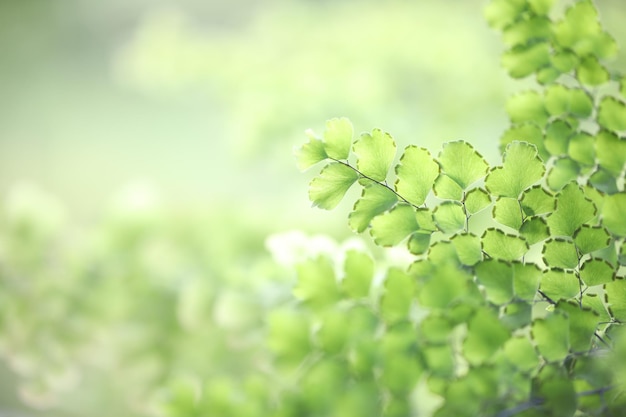 Feuilles de fougère Maidenhair Bush fougère