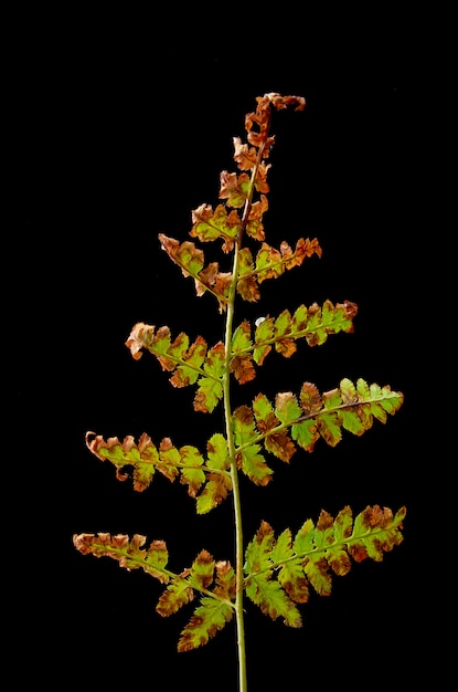 Feuilles de fougère malades. Plante malade.