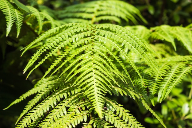 Feuilles de fougère ornementales