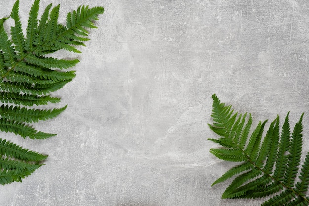 Les feuilles de fougère à plat reposent sur fond de béton