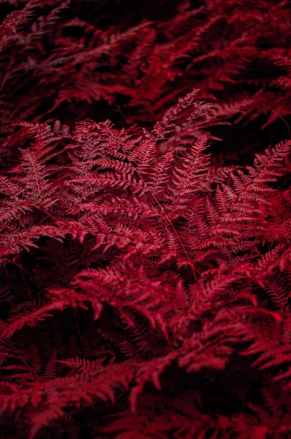 Photo feuilles de fougère rouge en arrière-plan