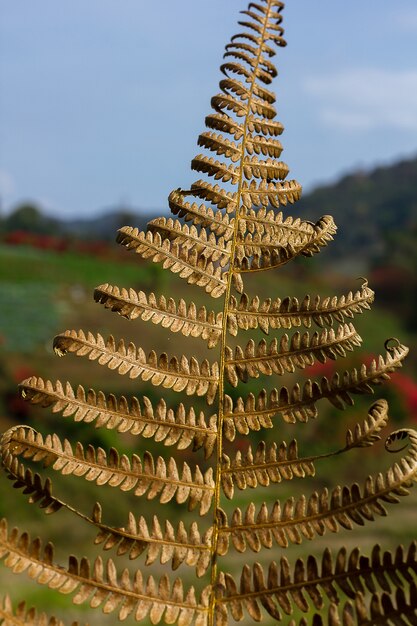 Les feuilles de fougère séchées sont de nature brune.