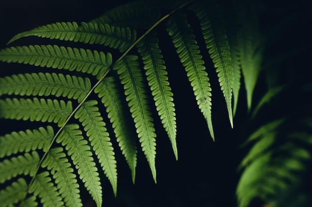 Feuilles de fougère sombre dans le fond du feuillage de la forêt