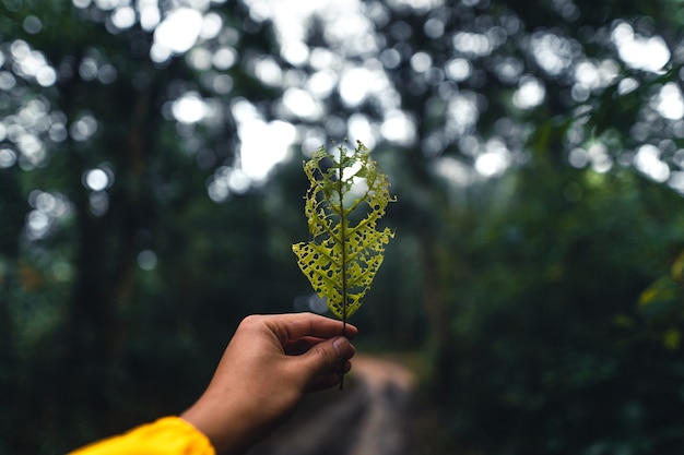 Feuilles de fougère sombre pendant la saison des pluies tropicales