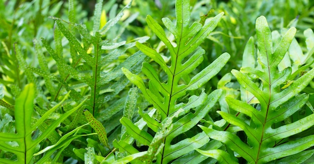 Feuilles de fougère verrue, fond vert naturel