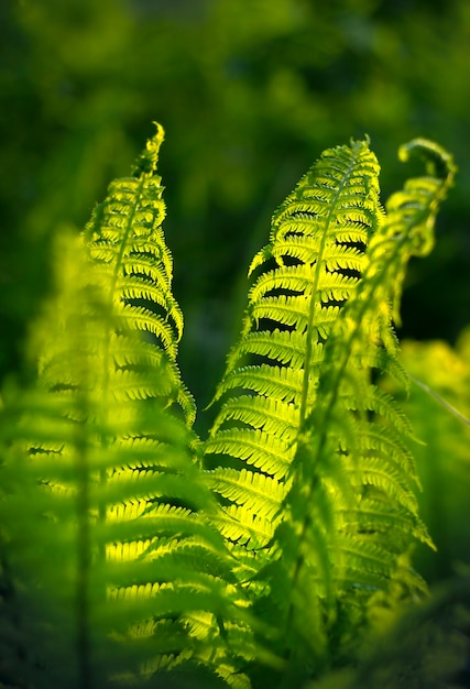 Feuilles de fougère verte dans les rayons du soleil se bouchent sur fond sombre