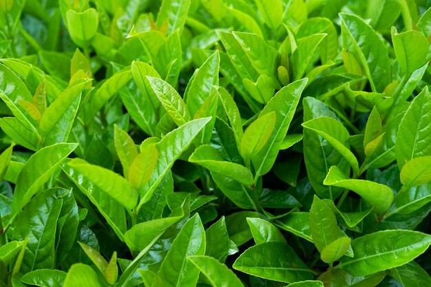 Feuilles de fougère verte sur fond de jardin.