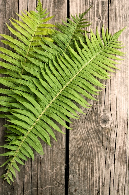 Feuilles de fougère verte sur un fond sombre en bois