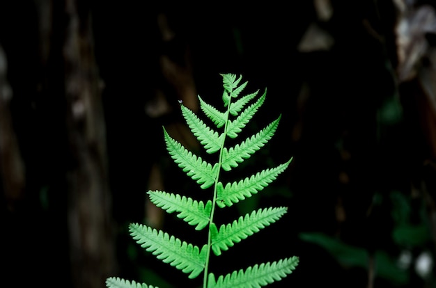 Feuilles de fougère verte et et gros plan de feuilles de fougère