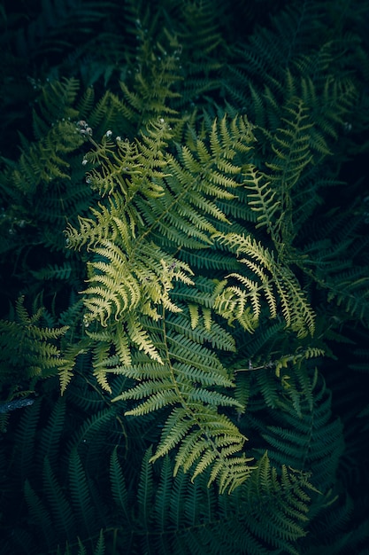 Feuilles de fougère verte texturées dans le jardin en pleine nature