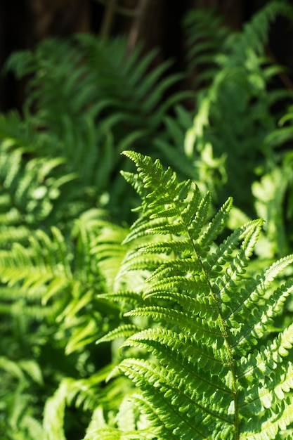 Feuilles de fougère verte