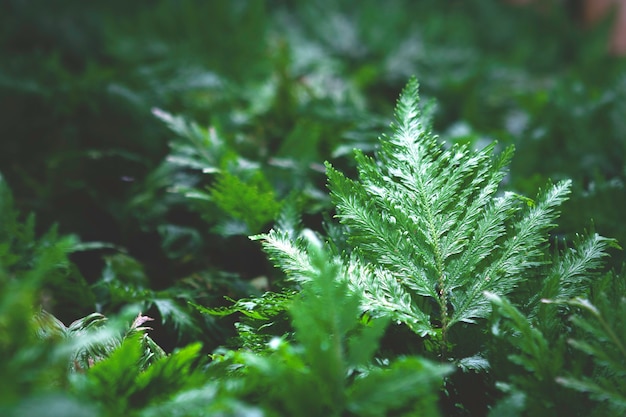 Feuilles de fougère verte