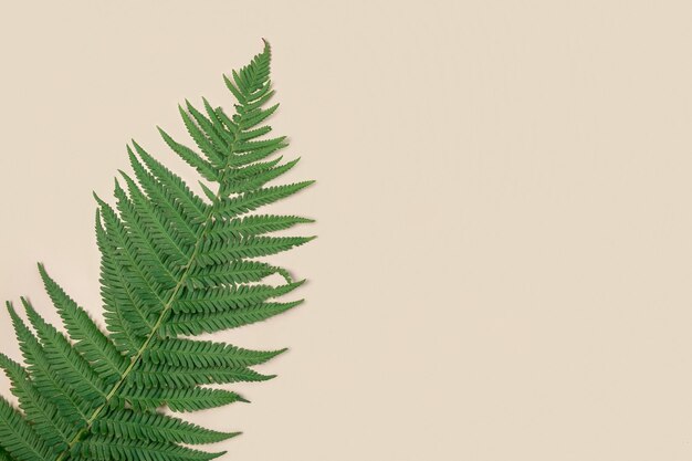 Feuilles de fougère vertes fraîches sur un fond beige clair Bannière de disposition naturelle Modèle de vente d'été ou de printemps Concept minimal Modèle de nature Copie d'espace à couche plate Vue supérieure Modèle en blanc tropical Cadre AD
