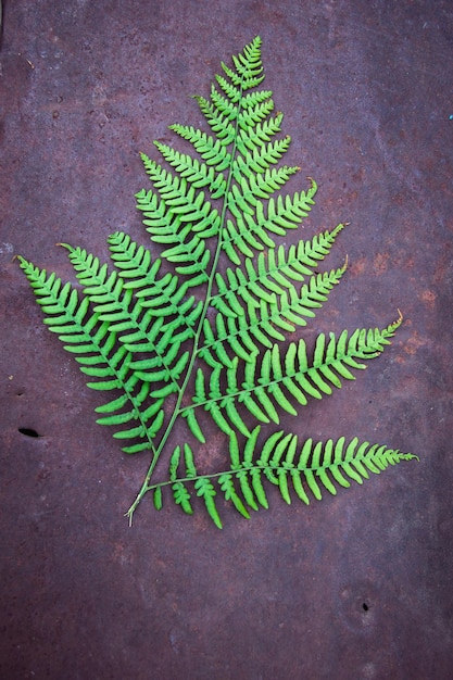 Feuilles de fougère sur une vieille texture de fond en métal rouillé avec des trous