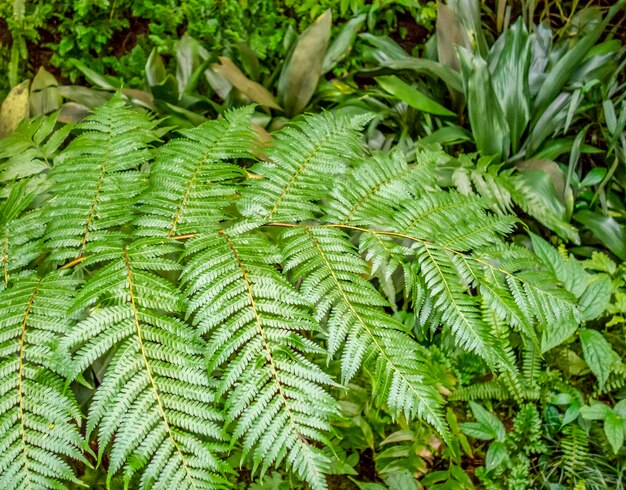 feuilles de fougère