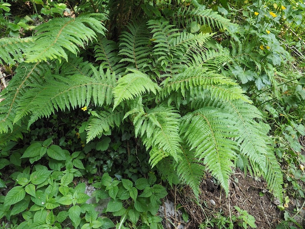 Feuilles de fougère