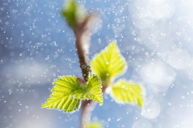 Feuilles fraîchement fleuries sur une branche d'arbre.