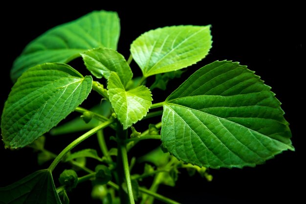 Photo feuilles fraîches d'acalypha indienne feuille de cuivre mercure à trois graines sur fond noir