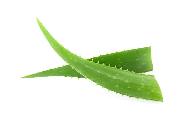 Feuilles fraîches d'aloe vera isolées sur fond blanc. Plante médecinale