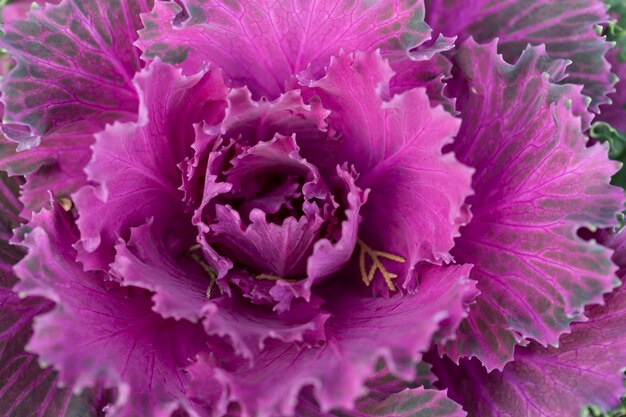 Feuilles fraîches de chou violet Brassica oleracea