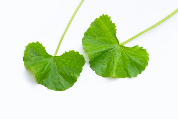 Feuilles fraîches de gotu kola sur blanc