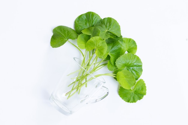 Feuilles fraîches de gotu kola en verre sur fond blanc, herbe et plante médicinale.