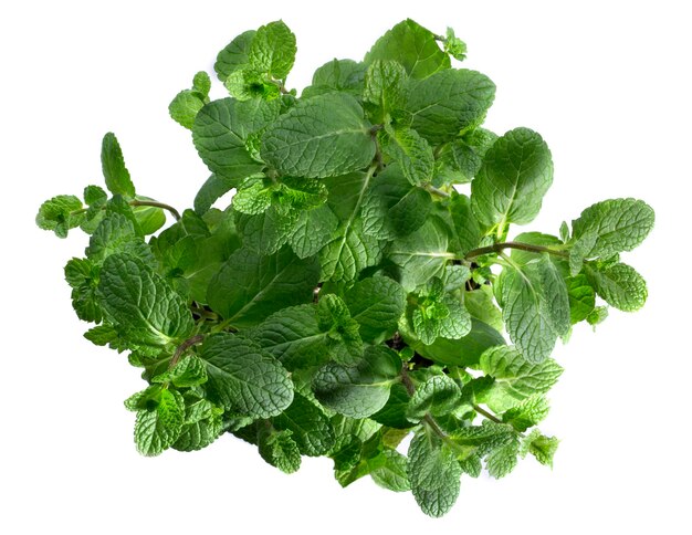 Feuilles fraîches de menthe parfumée sur fond blanc