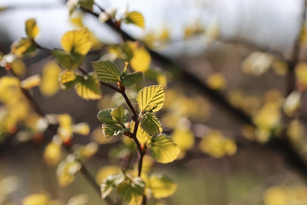 feuilles fraîches de printemps sur un arbre coucher de soleil