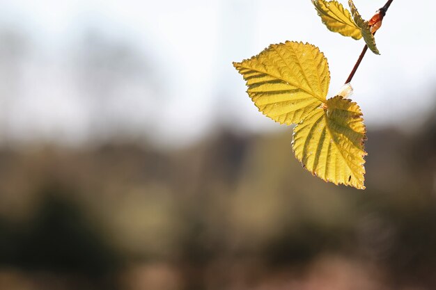 Feuilles fraîches de printemps sur un arbre coucher de soleil