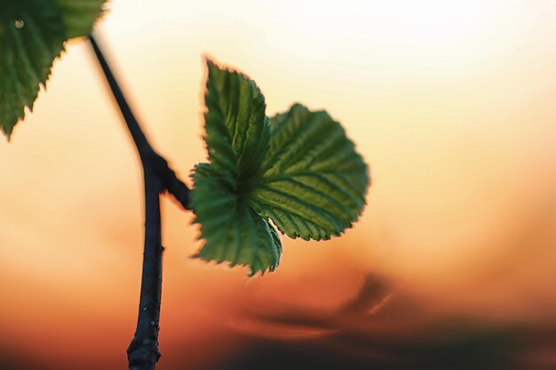 Feuilles fraîches de printemps sur un arbre coucher de soleil