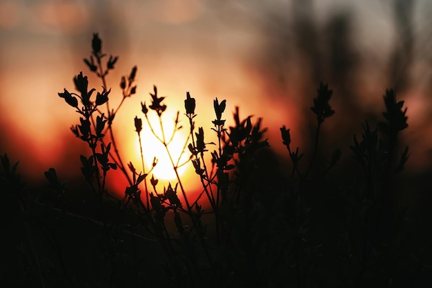 Feuilles fraîches de printemps sur un arbre coucher de soleil