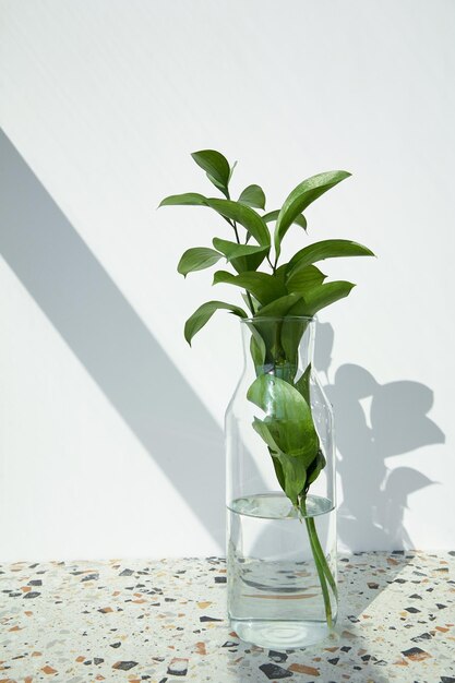 Feuilles fraîches en verre avec de l'eau près d'un mur blanc avec des ombres