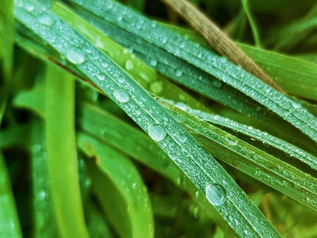 Photo feuilles fraîches vertes avec des gouttes d'eau