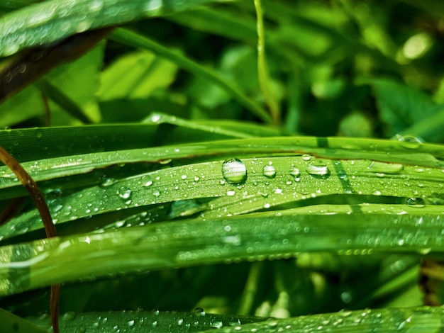 Feuilles fraîches vertes avec des gouttes d'eau