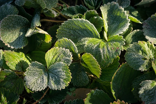 Feuilles de fraise en givre, fond vert, fin de l'automne, début de l'hiver