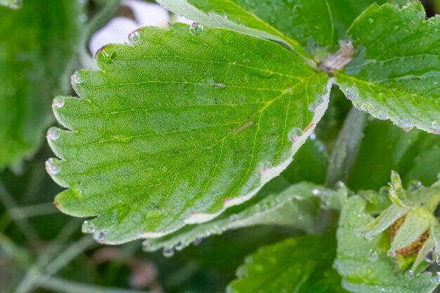 Photo feuilles de fraise avec des gouttes d'eau