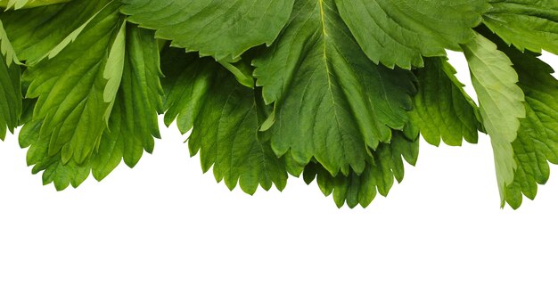 Feuilles de fraise isolés sur une surface blanche