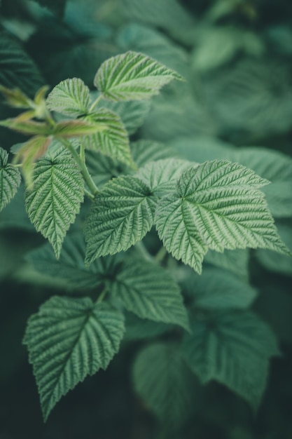 Feuilles de framboisier