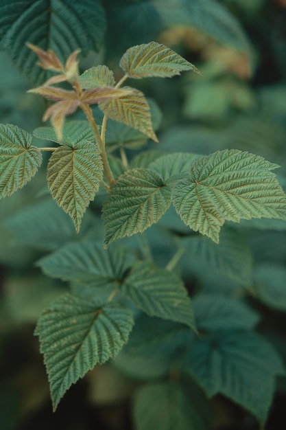 Feuilles de framboisier