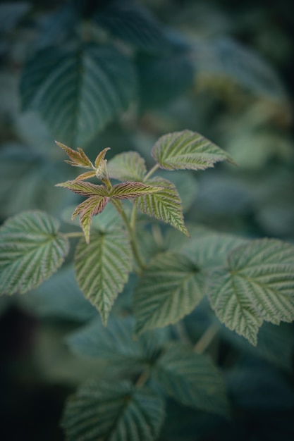 Feuilles de framboisier