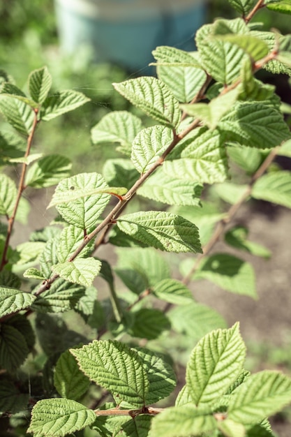 Feuilles de framboisier